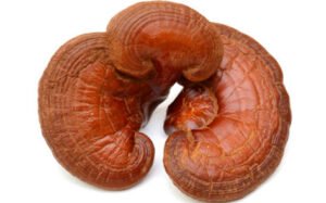 Ganoderma Mushroom reishi ganoderma tea ganoderma coffee