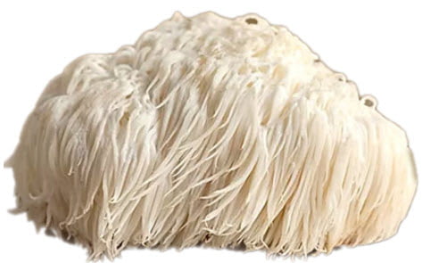 Read more about the article Lion’s Mane Mushroom Vanilla Coffee is Good for Your Immune System.