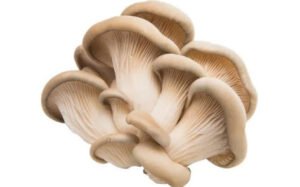 Oyster Mushroom