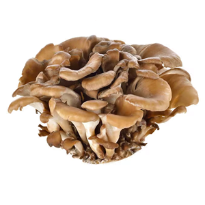 Maitake Mushroom