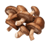 Shiitake Mushroom 300x300 Shiitake Mushroom