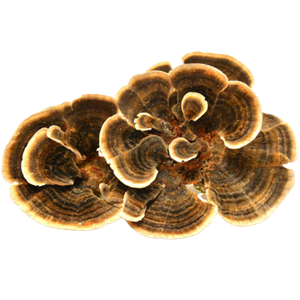 Turkey tail Mushroom