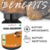 chaga msuhroom coffee